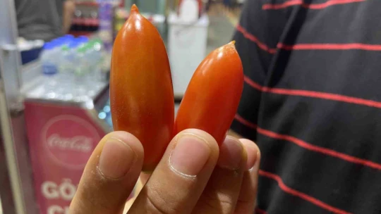 Elazığ'da biber görünümlü domatesler ilgi görüyor