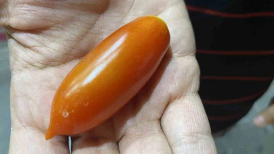 Elazığ'da biber görünümlü domatesler ilgi görüyor