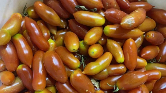 Elazığ'da biber görünümlü domatesler ilgi görüyor