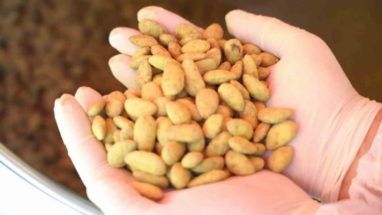 Elazığ'da bir ilk: Vişneli badem şekerinin ardından limonlusu yapıldı