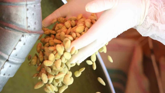 Elazığ'da bir ilk: Vişneli badem şekerinin ardından limonlusu yapıldı