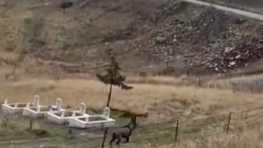 Elazığ'da çengel boynuzlu dağ keçisi görüntülendi