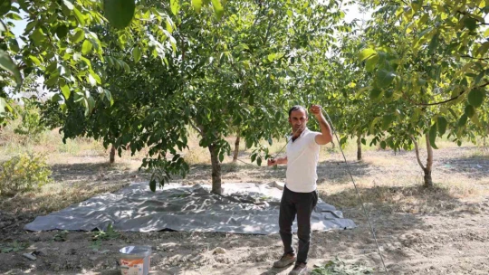 Elazığ'da ceviz hasadı başladı