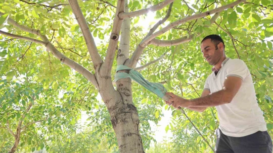 Elazığ'da ceviz hasadı başladı