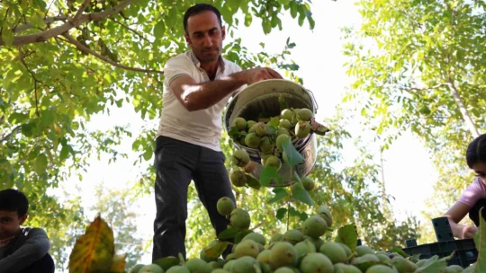 Elazığ'da ceviz hasadı başladı