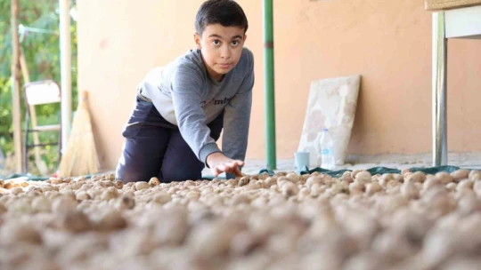 Elazığ'da ceviz hasadı başladı
