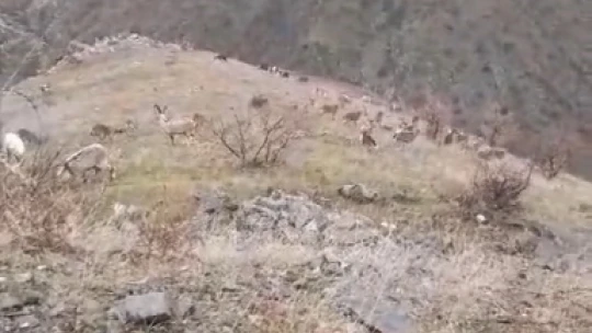Elazığ'da dağ keçileri görüldü