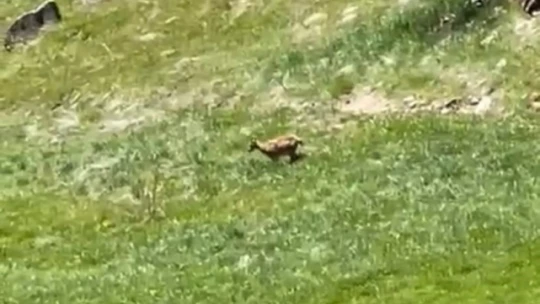 Elazığ'da dağ keçileri görüntülendi