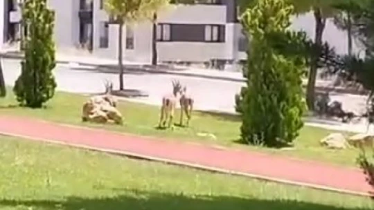 Elazığ'da dağ keçileri şehir merkezine indi
