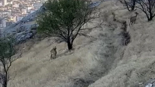 Elazığ'da dağ keçileri sürü halinde görüntülendi