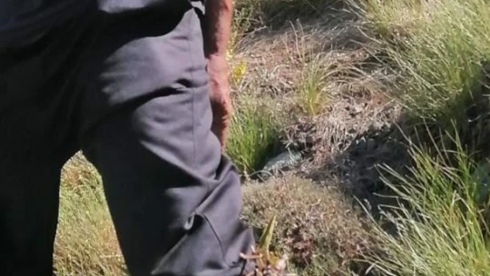 Elazığ'da dev etçil çekirge görüntülendi