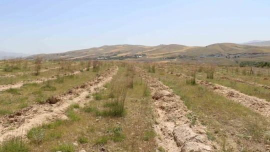 Elazığ'da dikimi yapılan 'Amerikan Tuz Çalısı' başarılı oldu