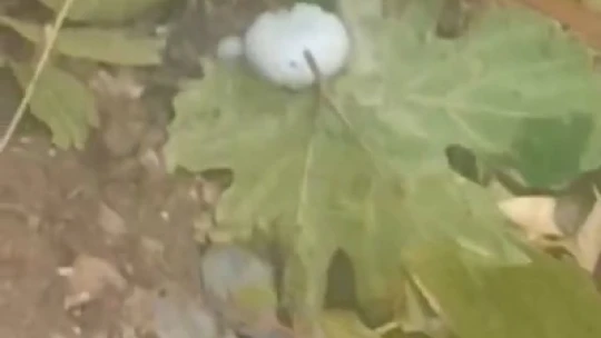 Elazığ'da dolu üzüm bağlarını vurdu