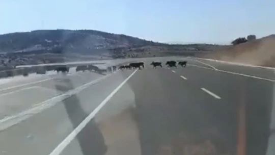Elazığ'da domuz sürüsü görüntülendi