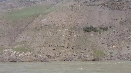 Elazığ'da domuz sürüsü görüntülendi