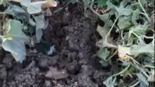 Elazığ'da domuzların talanı bitmiyor: Sebze bahçeleri kullanılmaz hale geldi