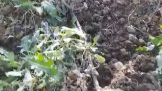 Elazığ'da domuzların talanı bitmiyor: Sebze bahçeleri kullanılmaz hale geldi