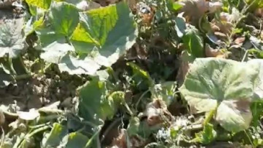 Elazığ'da domuzların talanı bitmiyor: Sebze bahçeleri kullanılmaz hale geldi