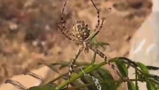 Elazığ'da dünyanın en zehirli örümceklerinden 'loblu örümcek' görüldü