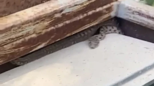 Elazığ'da elektrik panosuna giren yılan korkuttu