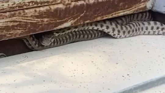 Elazığ'da elektrik panosuna giren yılan korkuttu