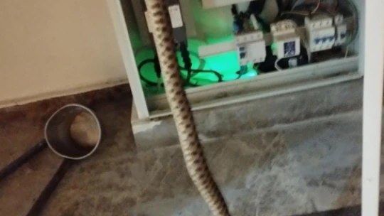 Elazığ'da elektrik panosuna giren  yılan korkuttu