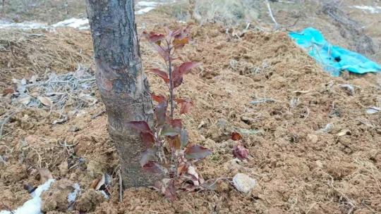 Elazığ'da elma ağacı mevsimleri şaşırdı, kış ayında yaprak verdi