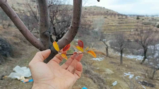 Elazığ'da elma ağacı mevsimleri şaşırdı, kış ayında yaprak verdi