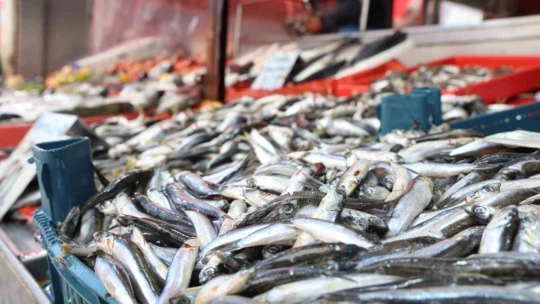 Elazığ'da en çok tercih edilen balık çeşitleri hamsi, istavrit ve alabalık oldu