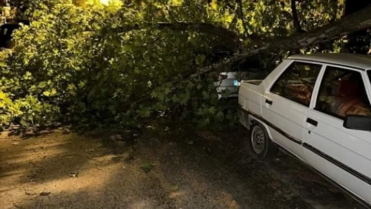 Elazığ'da fırtınanın etkisiyle araçların üzerine ağaç devrildi