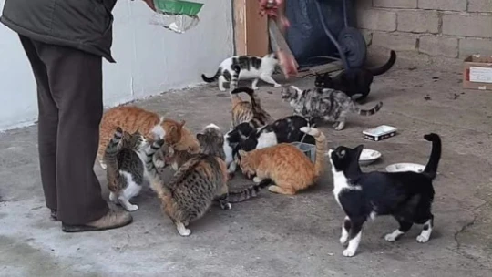 Elazığ'da hayvan sever vatandaş ,sokak hayvanlarına gözü gibi bakıyor