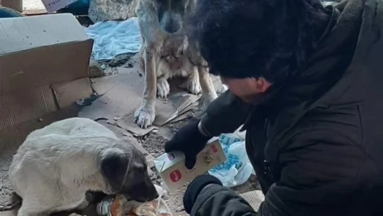 Elazığ'da hayvan sever vatandaş ,sokak hayvanlarına gözü gibi bakıyor