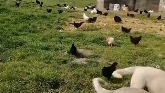 Elazığ'da hırsızlar kümesten 60 tavuk ve 2 kangal yavrusu çaldı, 11 tavuğu da telef etti