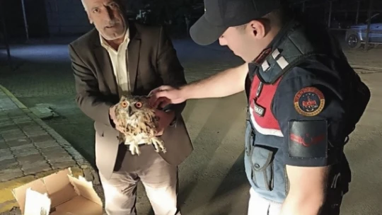 Elazığ'da jandarmanın bulduğu 2 yaralı baykuş koruma altına alındı