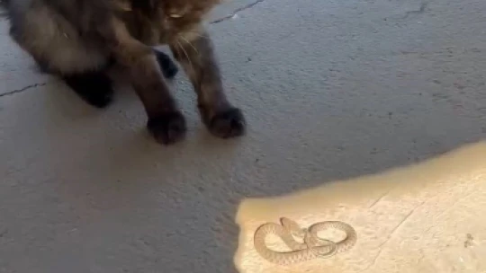 Elazığ'da kedi ile yılanın kavgası kamerada