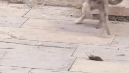 Elazığ'da kedilerin fare ile oyunu kameraya yansıdı