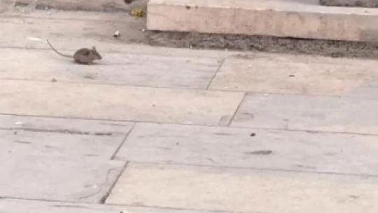 Elazığ'da kedilerin fare ile oyunu kameraya yansıdı