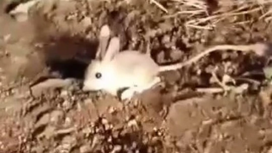 Elazığ'da kırmızı listede yer alan Arap tavşanı görüntülendi