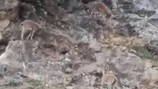 Elazığ'da koruma altındaki dağ keçileri sürü halinde görüntülendi