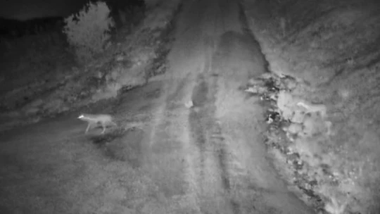 Elazığ'da köye inen kurt sürüsü görüntülendi