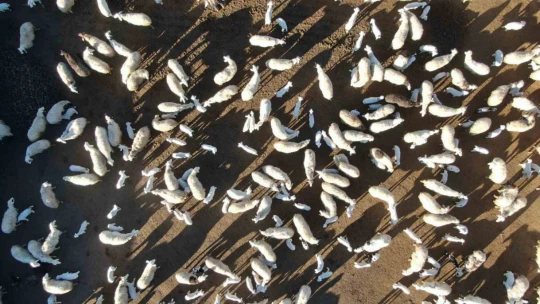 Elazığ'da koyun ve kuzuların coşkulu buluşması