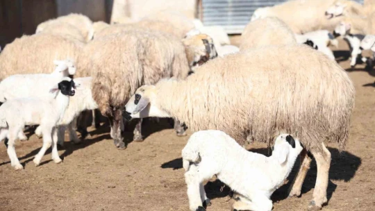 Elazığ'da koyun ve kuzuların coşkulu buluşması