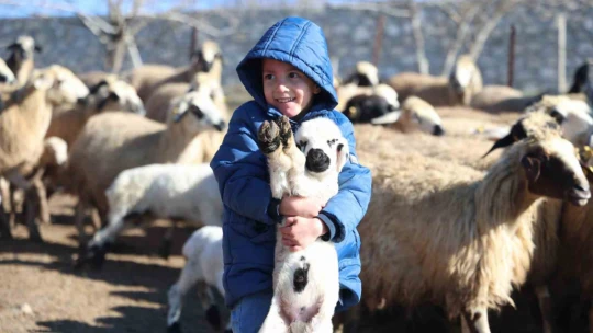 Elazığ'da koyun ve kuzuların coşkulu buluşması
