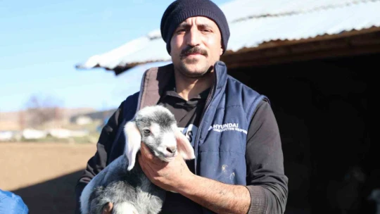 Elazığ'da koyun ve kuzuların coşkulu buluşması