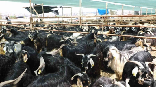 Elazığ'da kurban satış ve kesim noktasında hazırlıklar tamamlandı