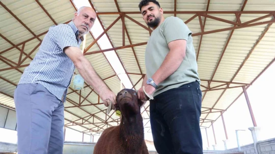 Elazığ'da kurbanlıklar görücüye çıktı