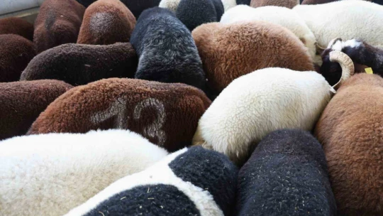 Elazığ'da kurbanlıklar görücüye çıktı