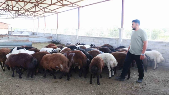 Elazığ'da kurbanlıklar görücüye çıktı