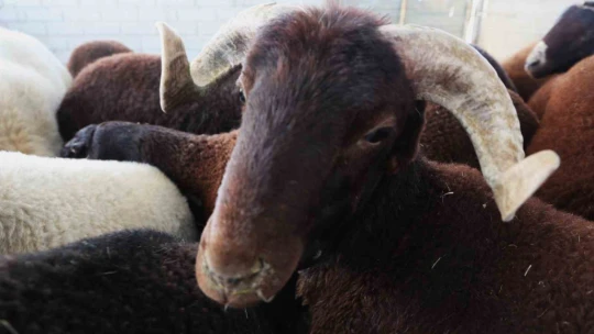 Elazığ'da kurbanlıklar görücüye çıktı