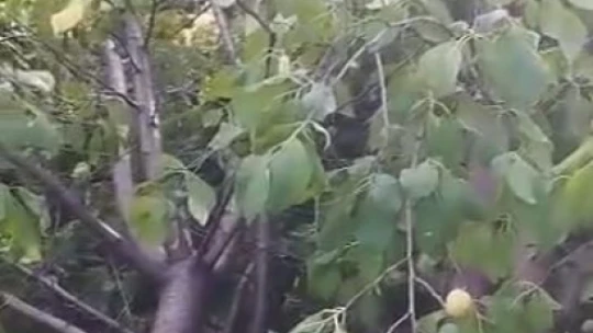 Elazığ'da kuvvetli fırtına ağaçları yerinden söktü